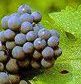 Uvas