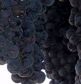 Uvas